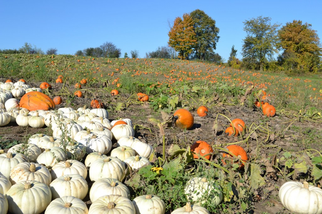 Pumpkin Patch, Albion Orchards Caledon