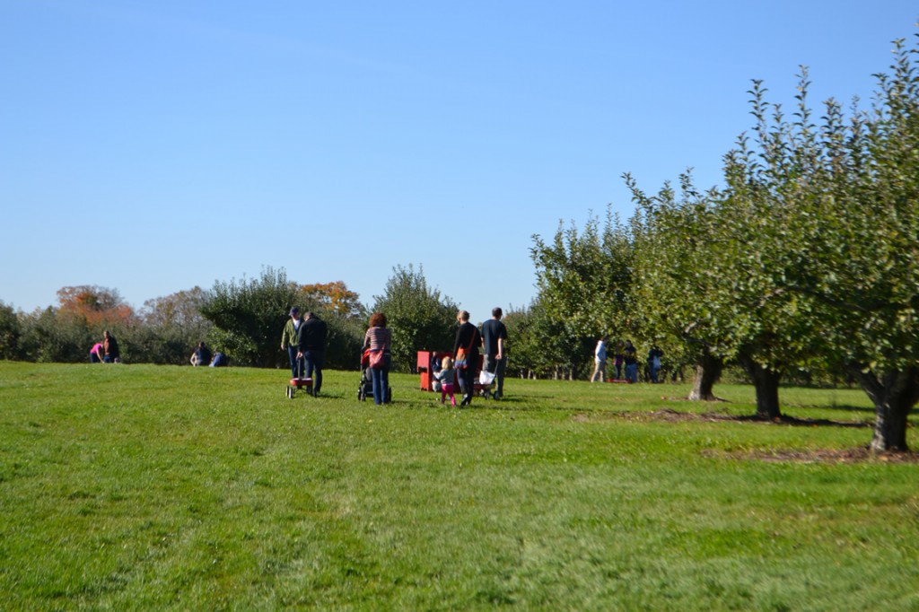 Family apple picking near Toronto