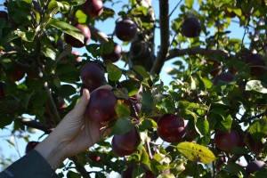 Picking Apples by hand at Albion Orchards