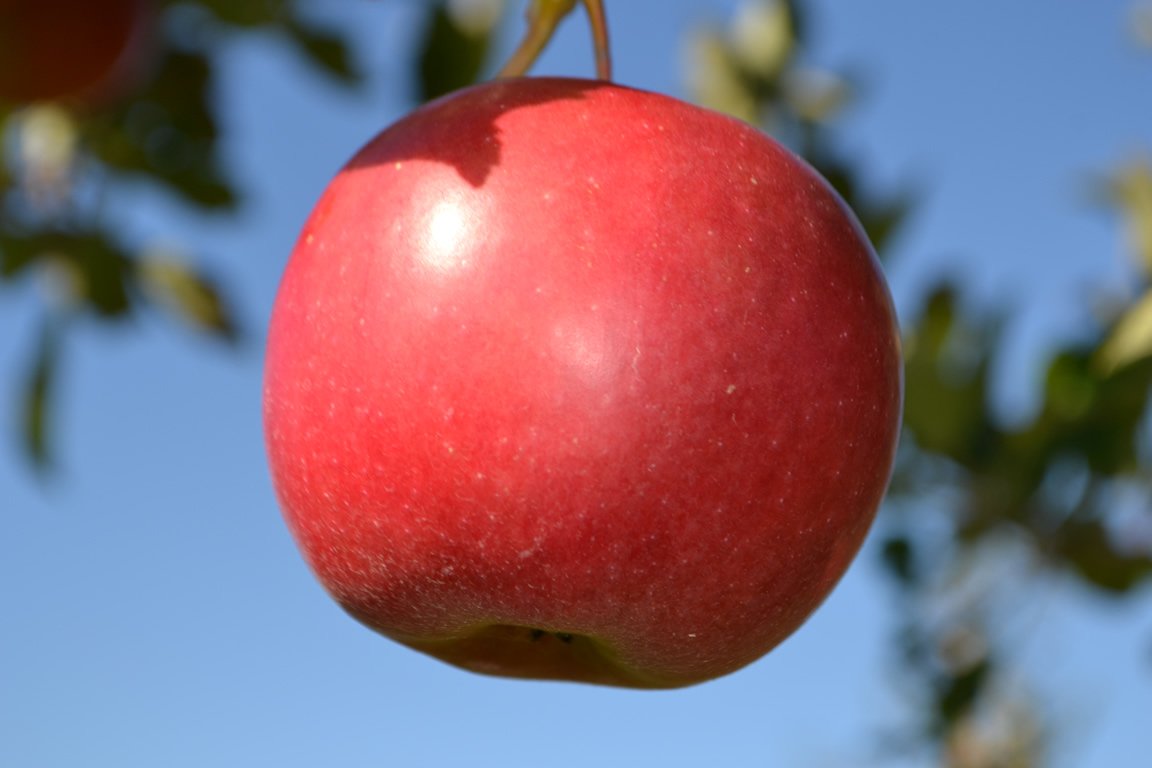 Apple Picking Toronto Pumpkin Patch Albion Orchards