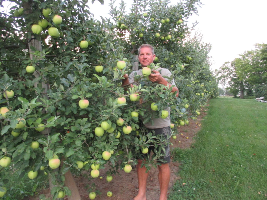 Picking Apples at Albion Orchards