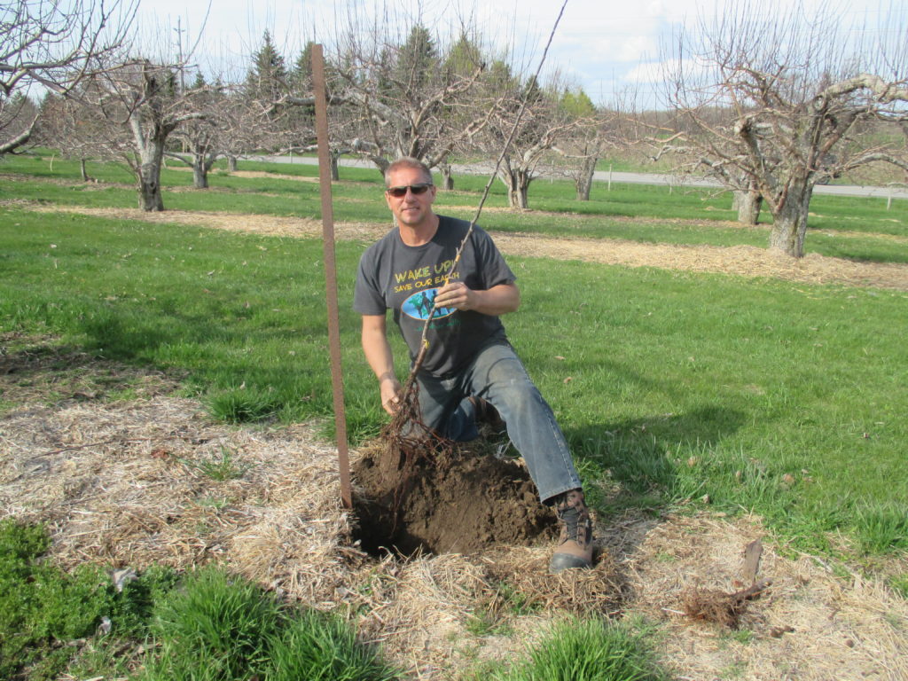 We use a lot of mulch around the young trees. Notice the thick layer of straw which helps shade  the soil and conserve moisture.