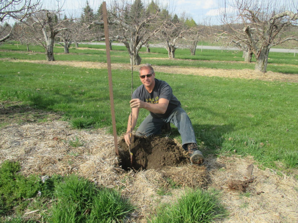 The tree must be set in nice and straight .  Steel posts are used  for  support. 