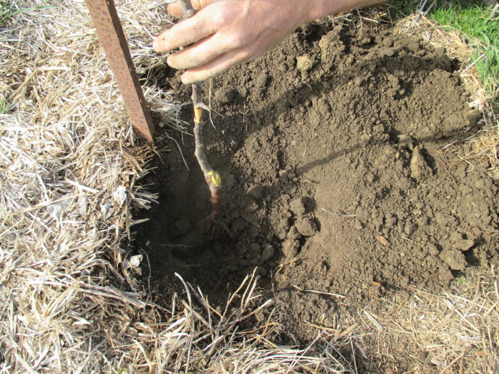 The  tree goes into the newly dug hole .  Roots are covered but the graft union must remain just above the soil level.