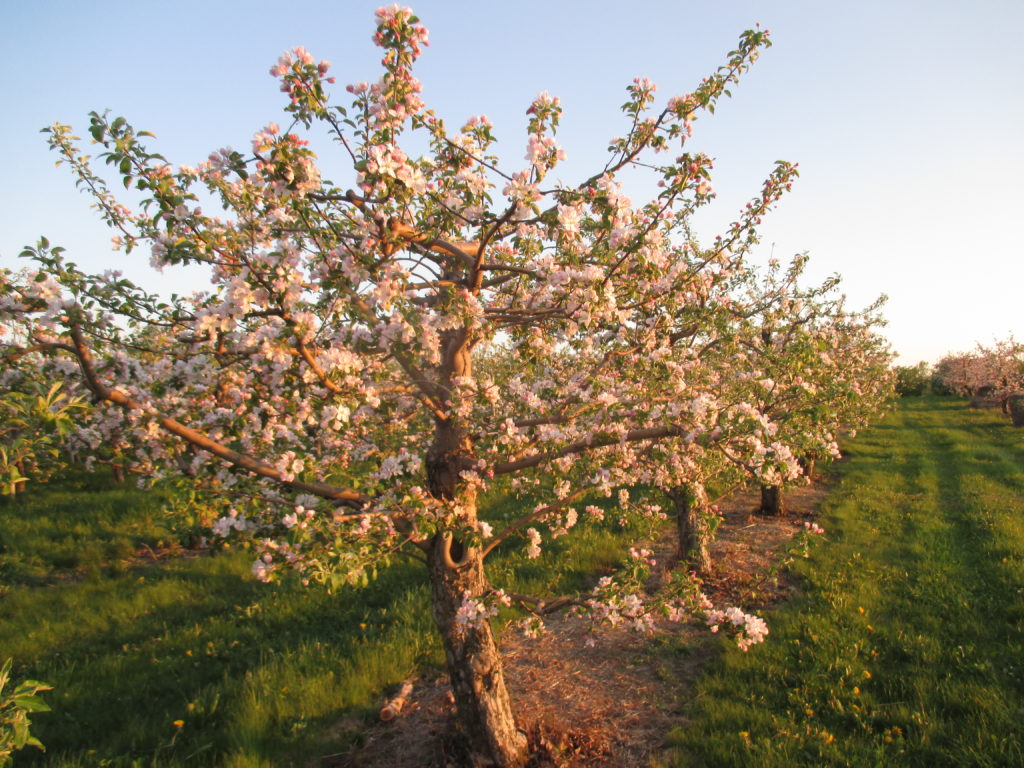 Beautiful blooms at sunset.....