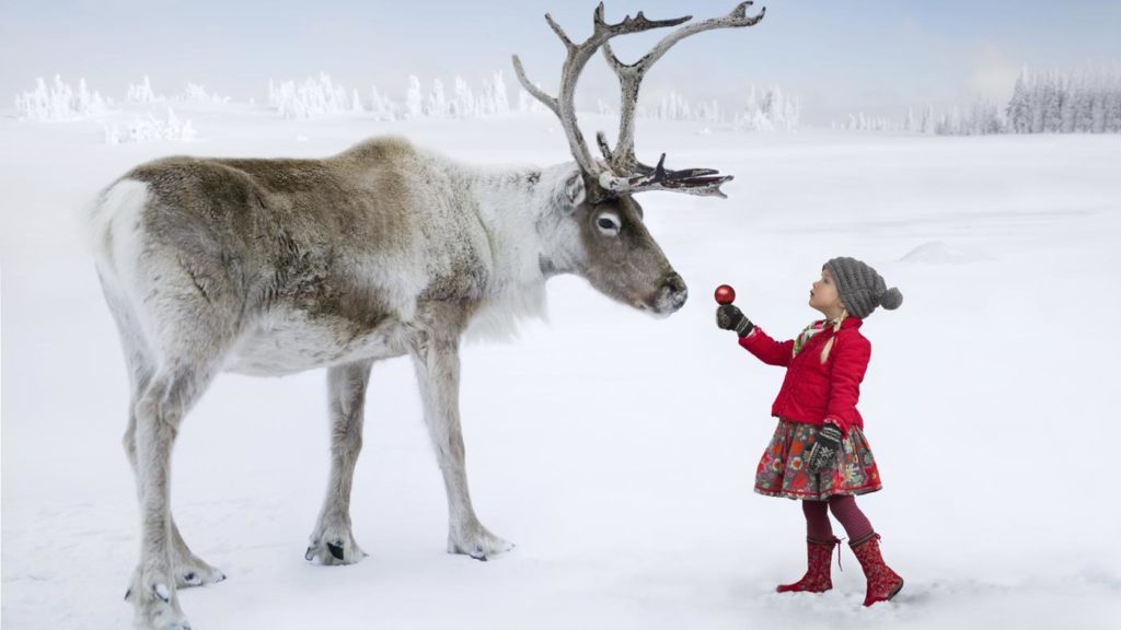 Reindeer love to eat Apples !