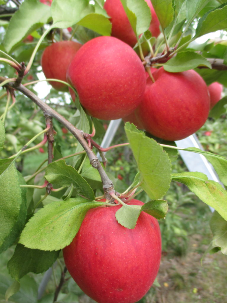 Royal Gala Apples